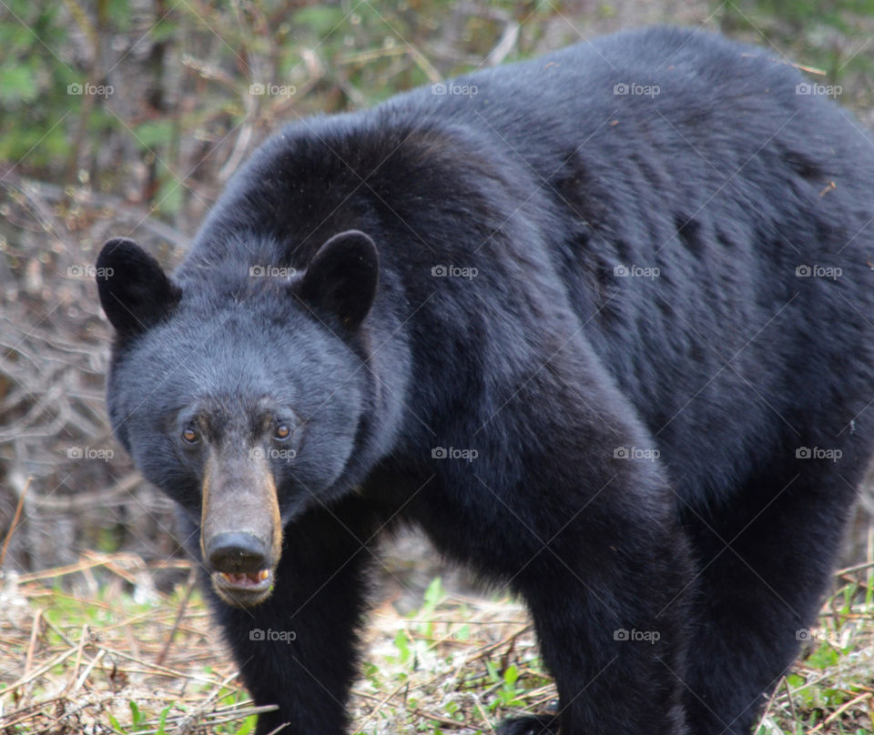 black bear in Banff National park