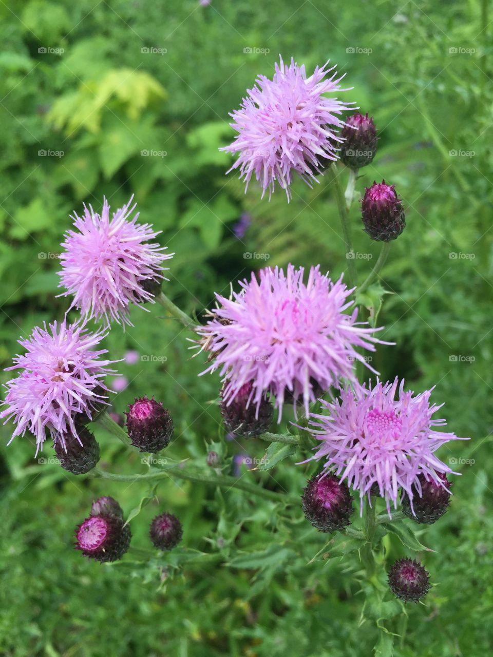 Purple mountain wildflower 