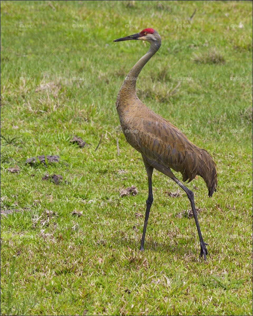 Sandhill Crane
