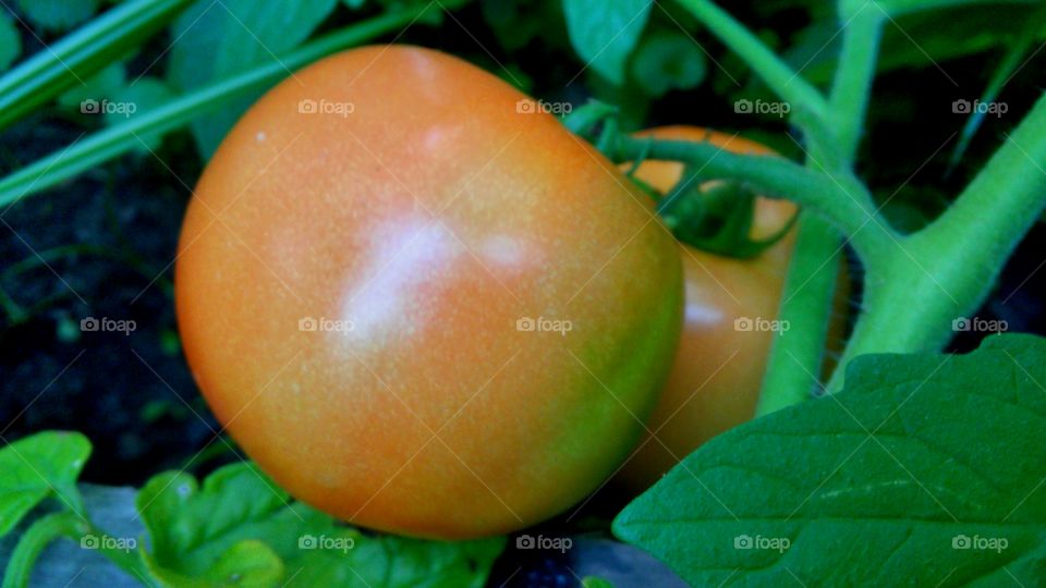 Food, Leaf, No Person, Health, Fruit