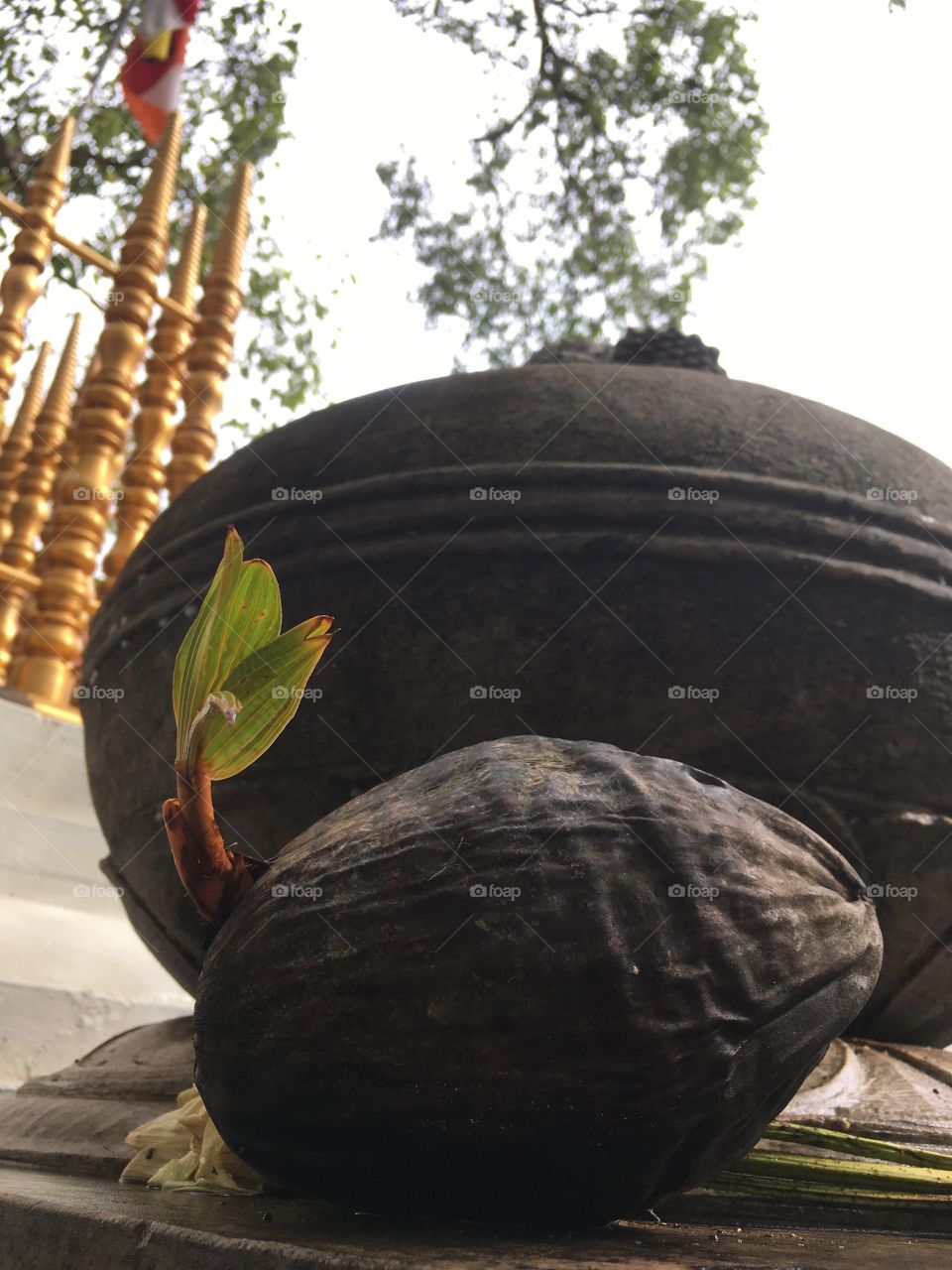 Birth of a coconut tree 