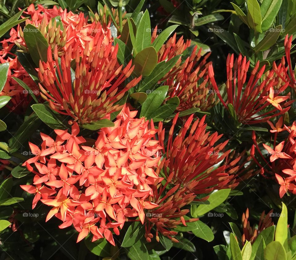 Tropical orange flower shaped as a heart