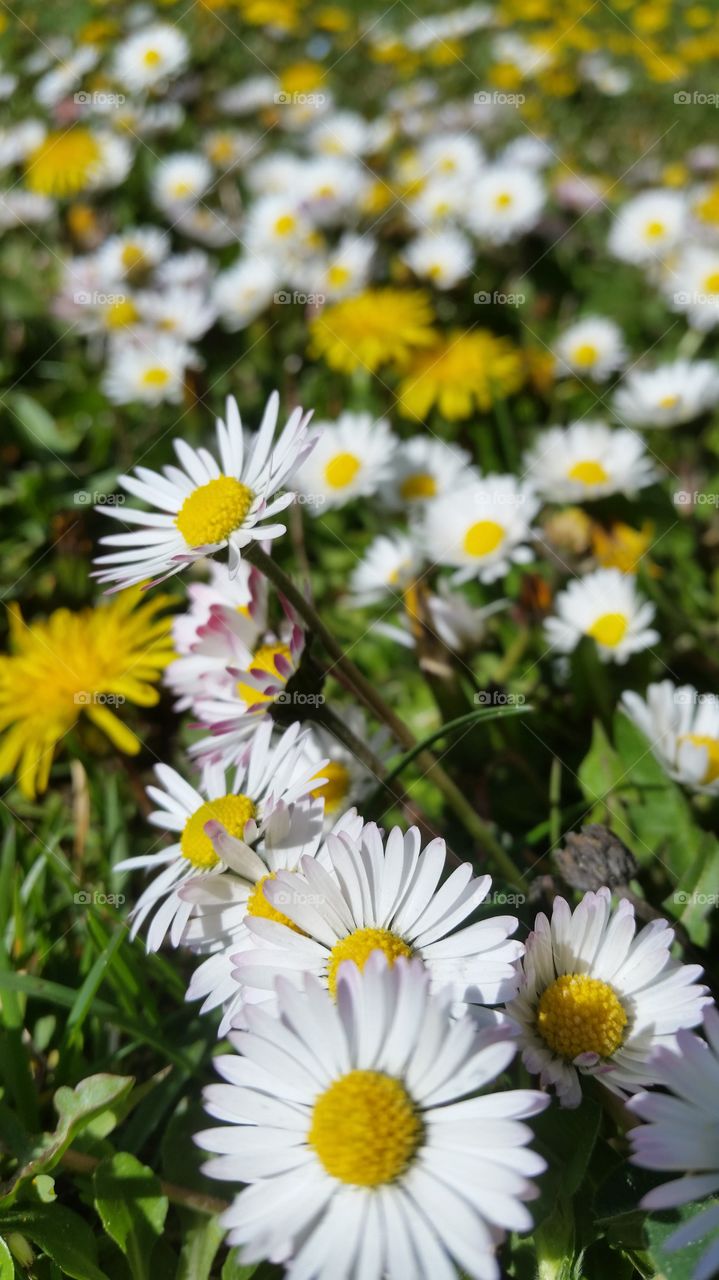 close up daisies