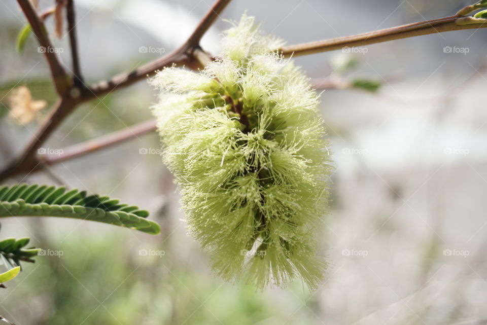 Mimosa Tree
Springs 
California