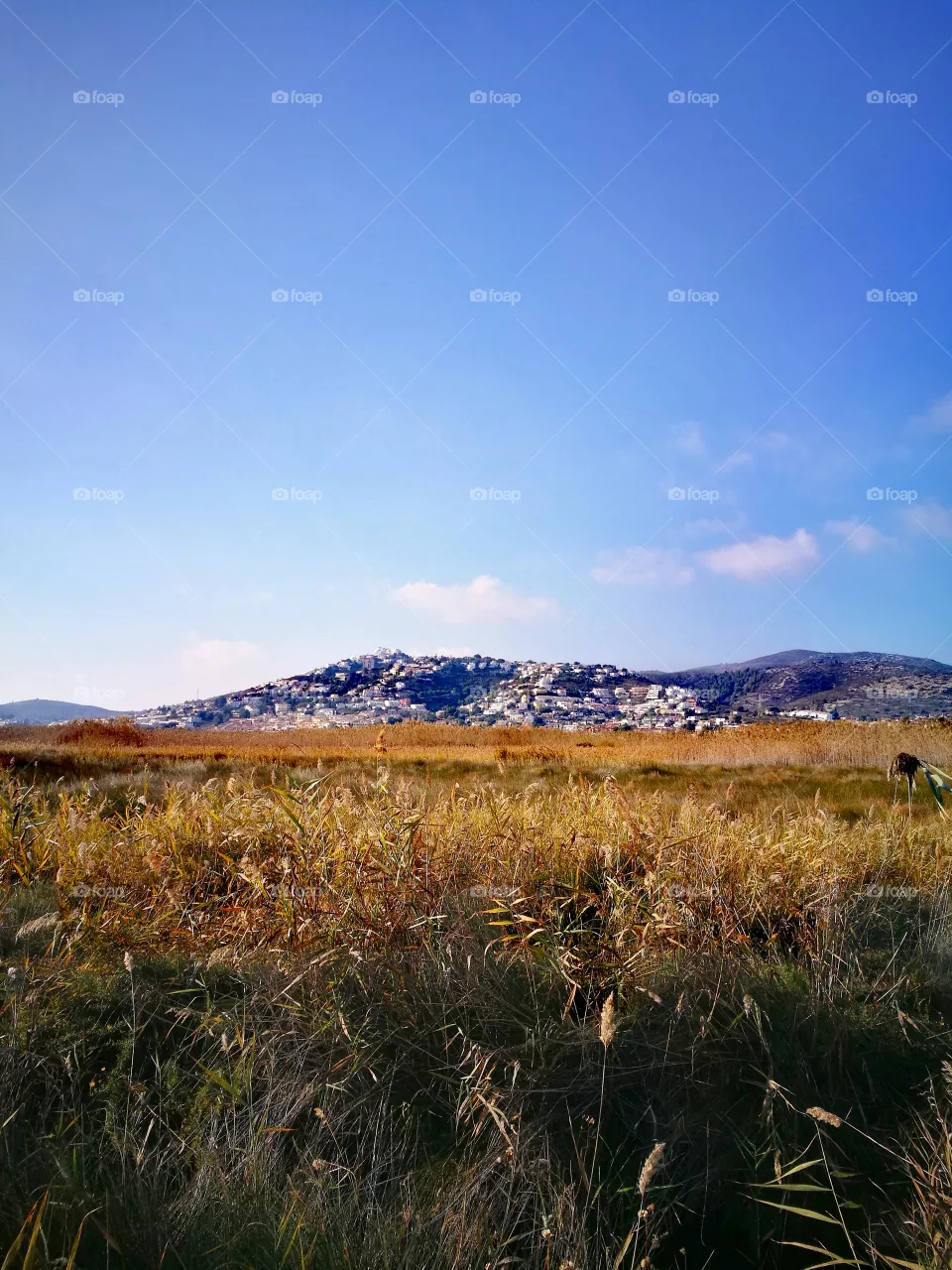 field