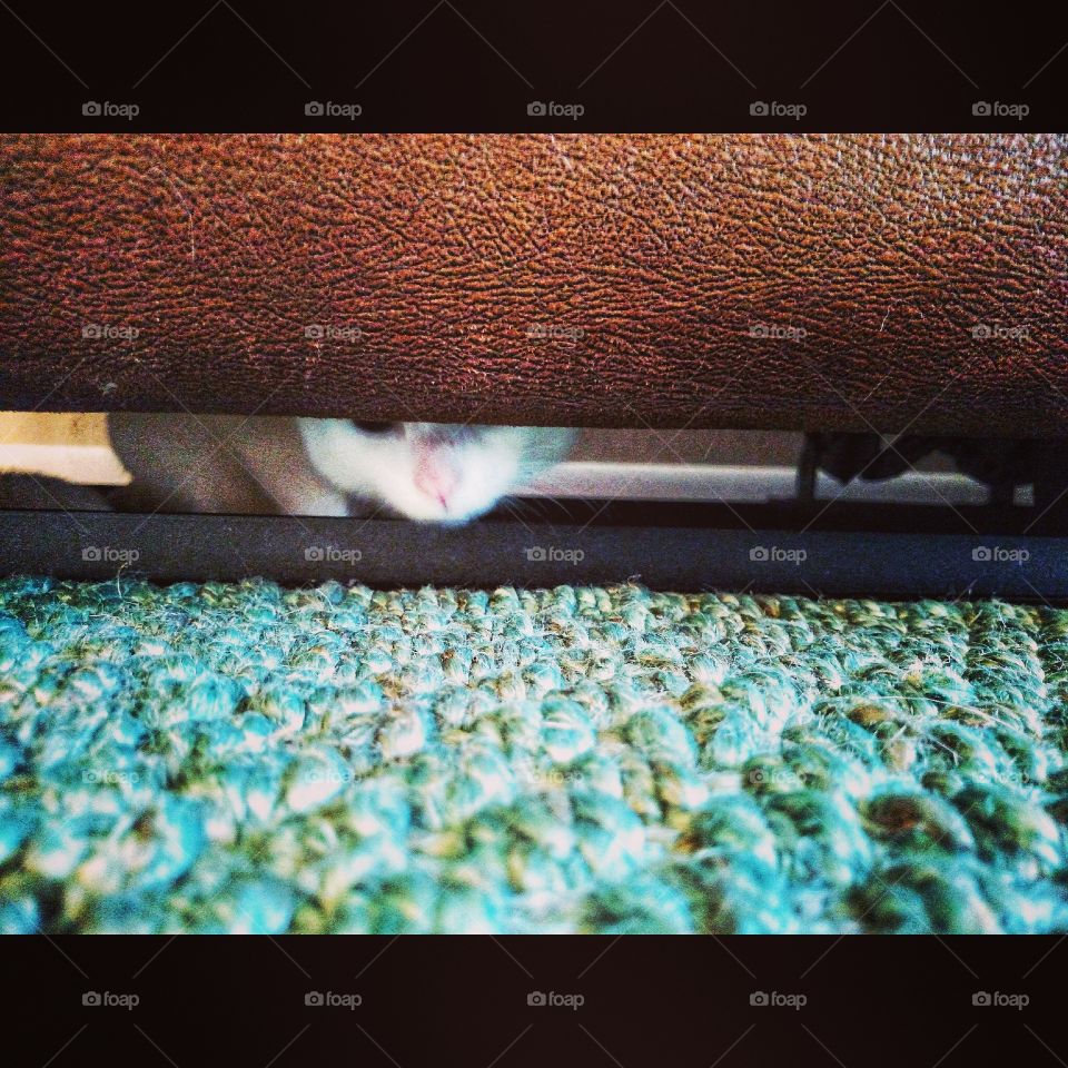 Cat under the couch