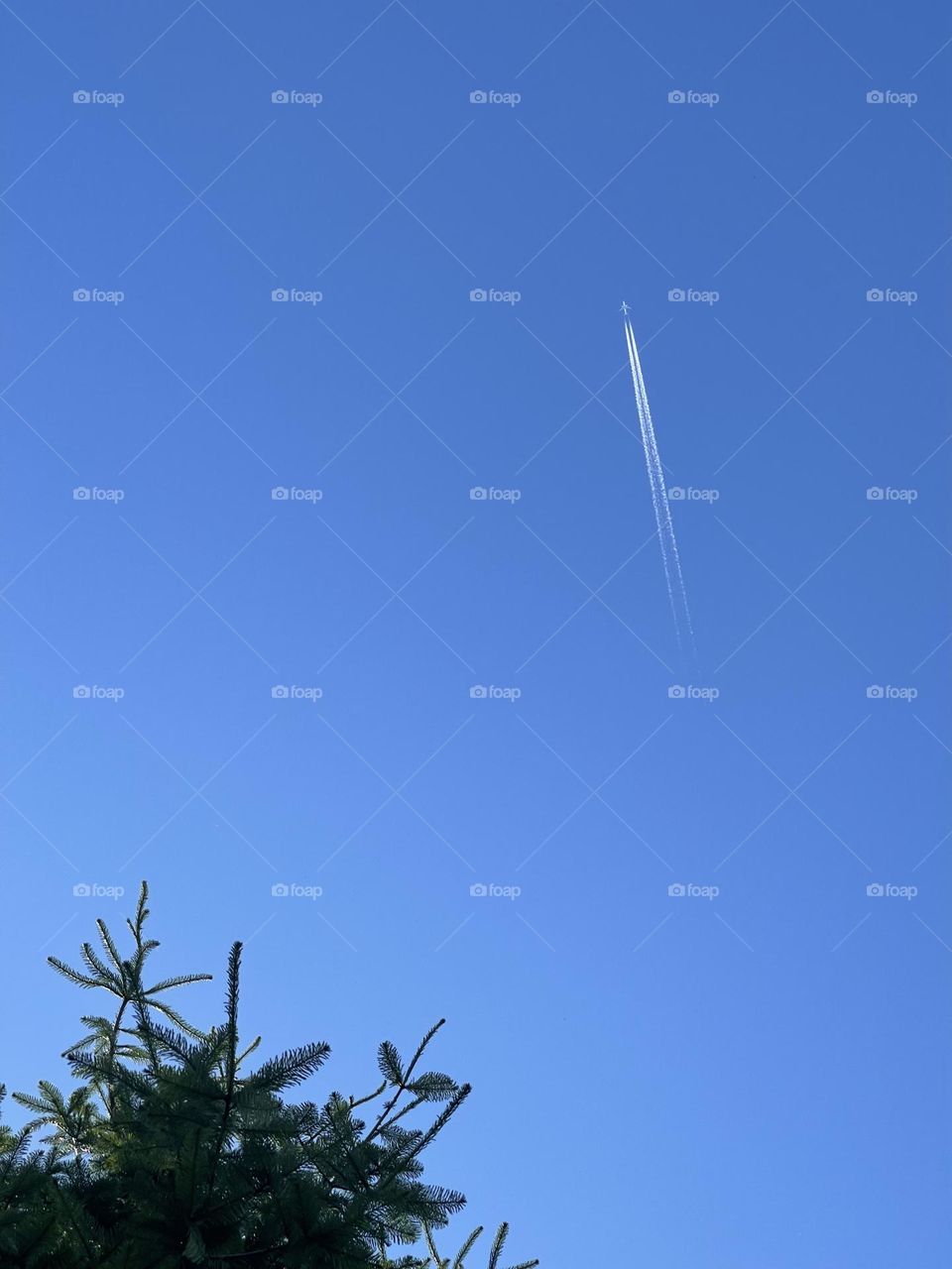 Clear sky with aeroplane and bright green tree