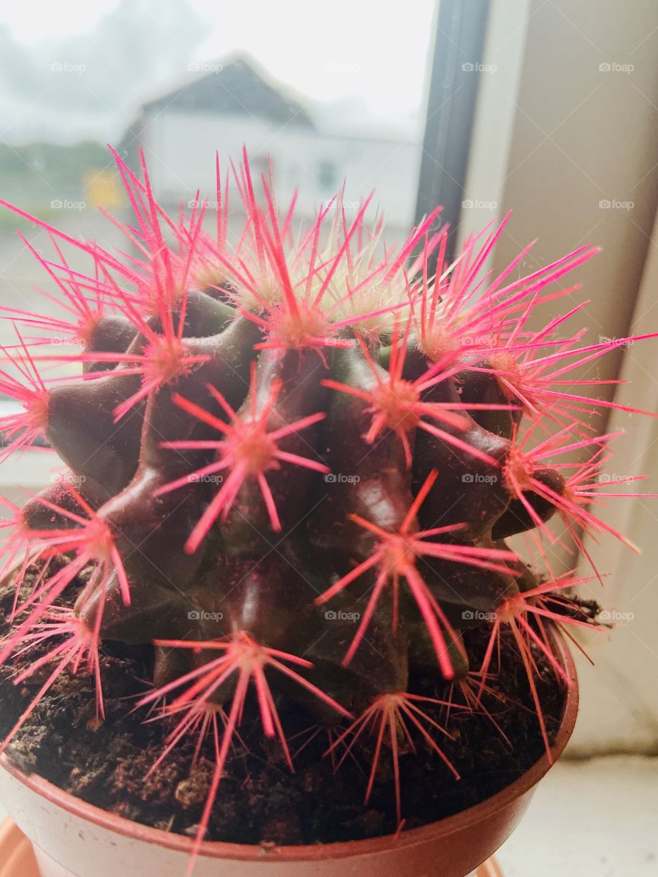 Who doesn’t love a cactus? 🌵