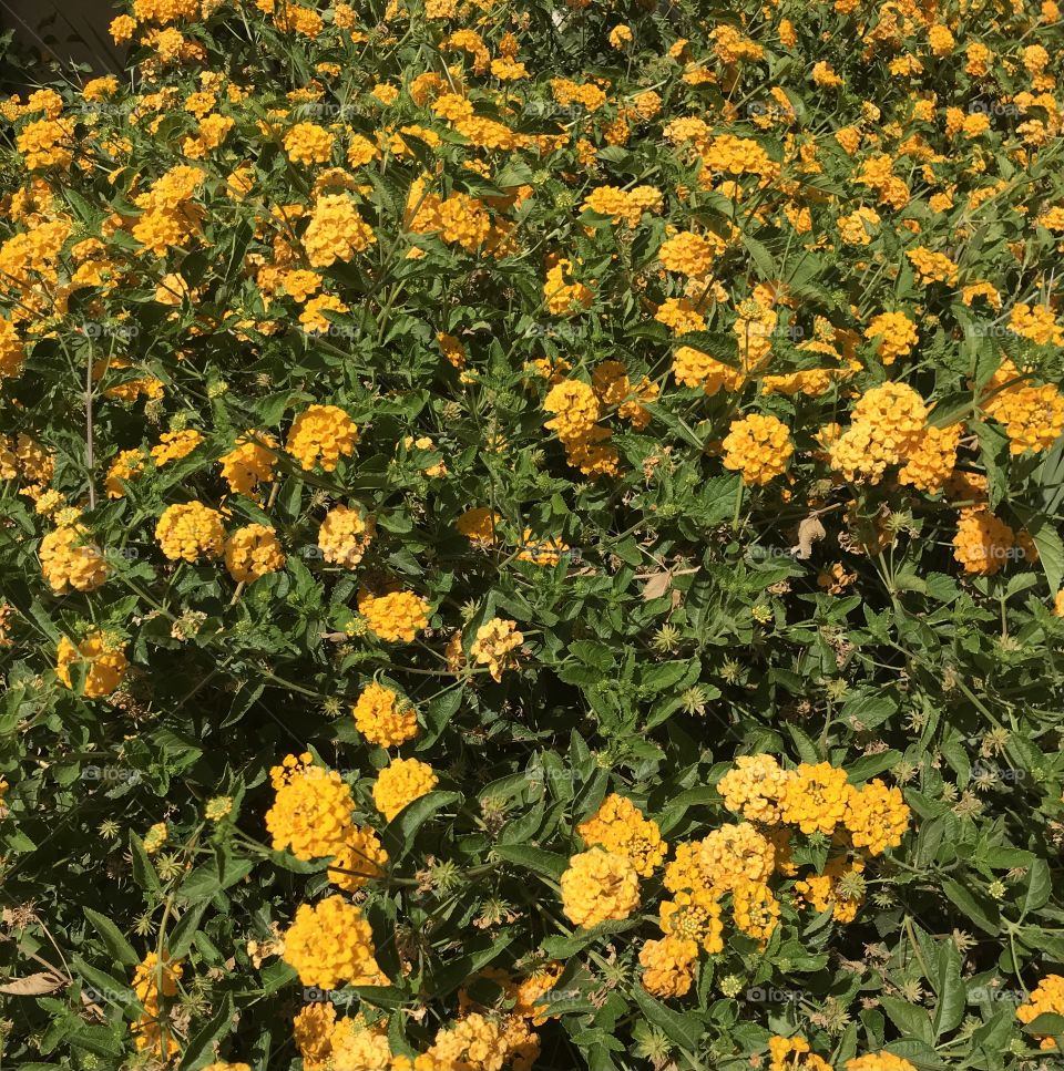 A massive flowerbed. The larger it is, the more beautiful the flowers are altogether.