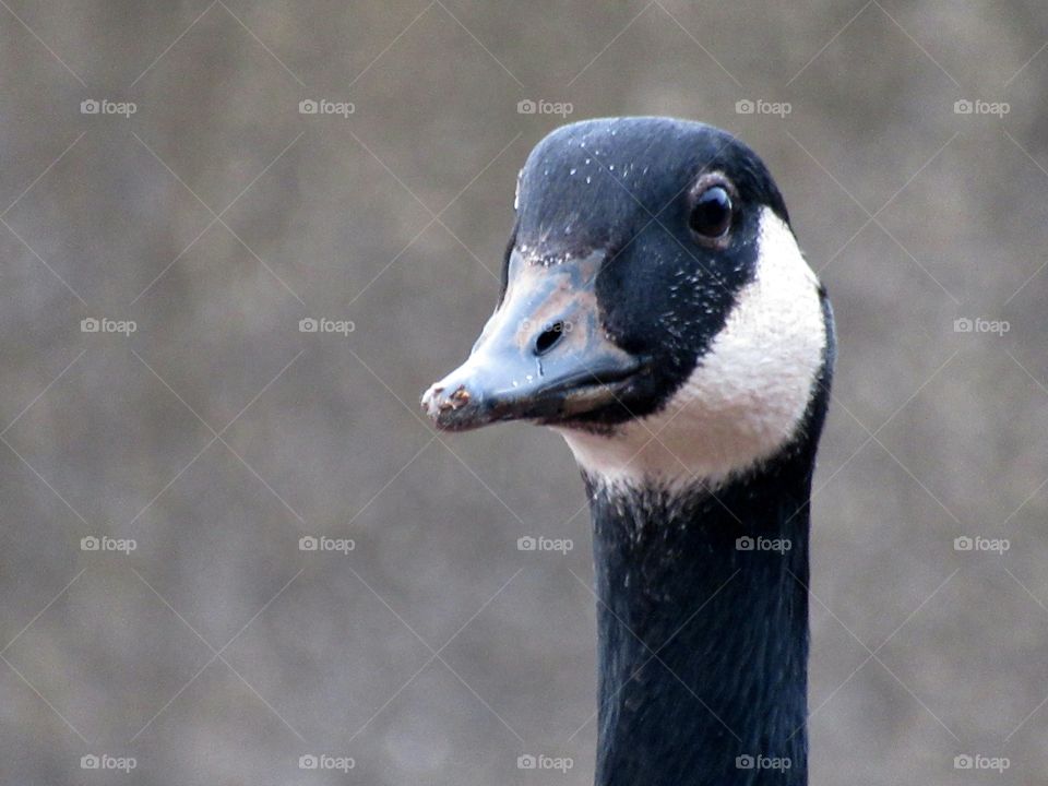 Portrait of a canada goose