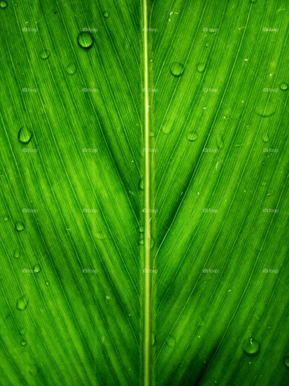 leaf
