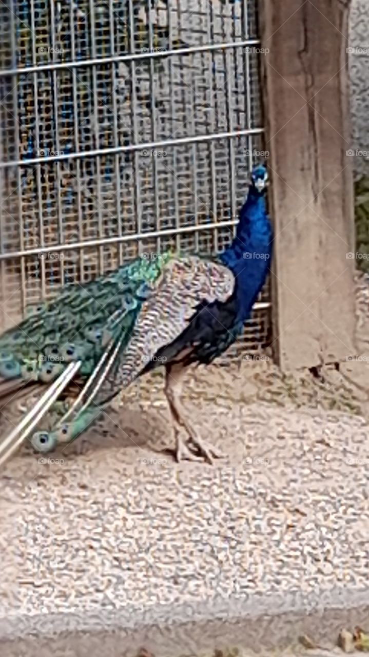 Pfau