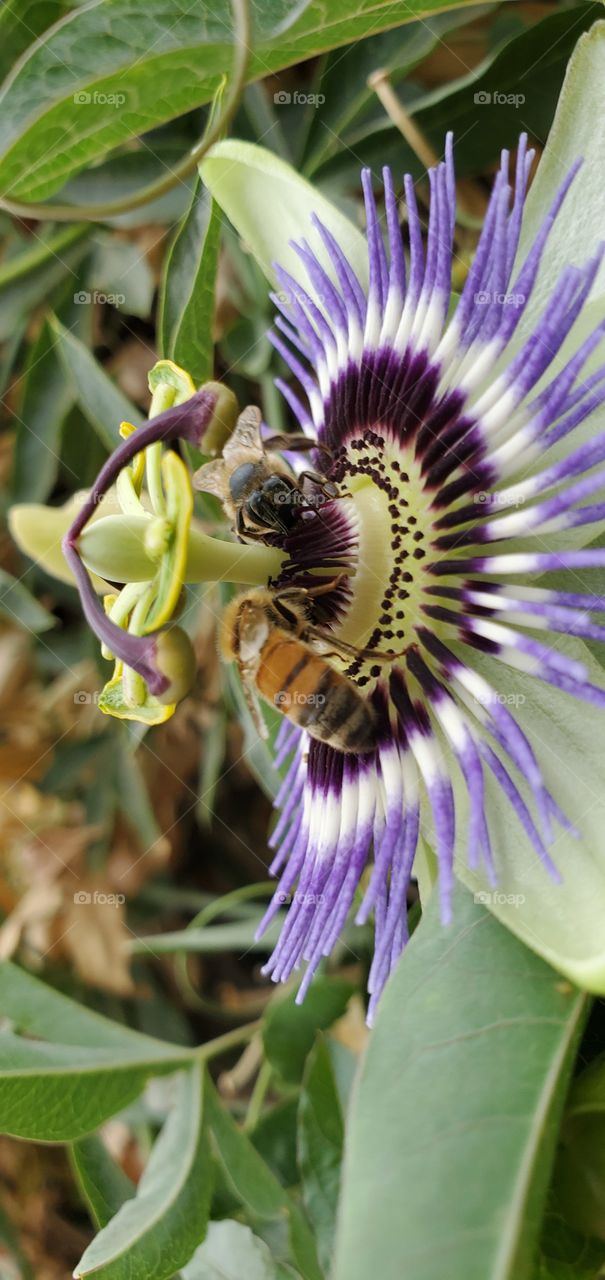 2 bees on a passion flower
