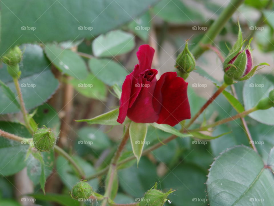 Blooming Rose. Rosebud beginning to open