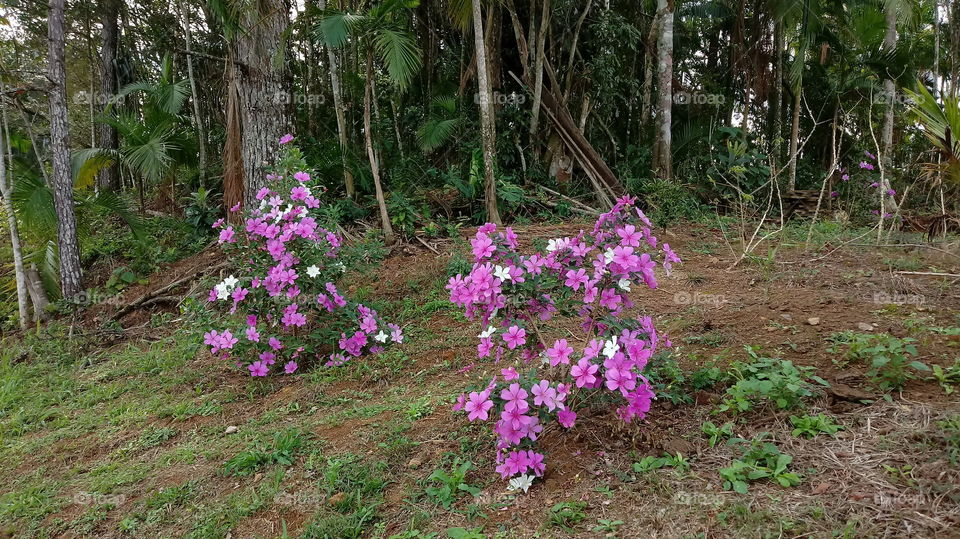 NATURE FLOWERS MANACÁ