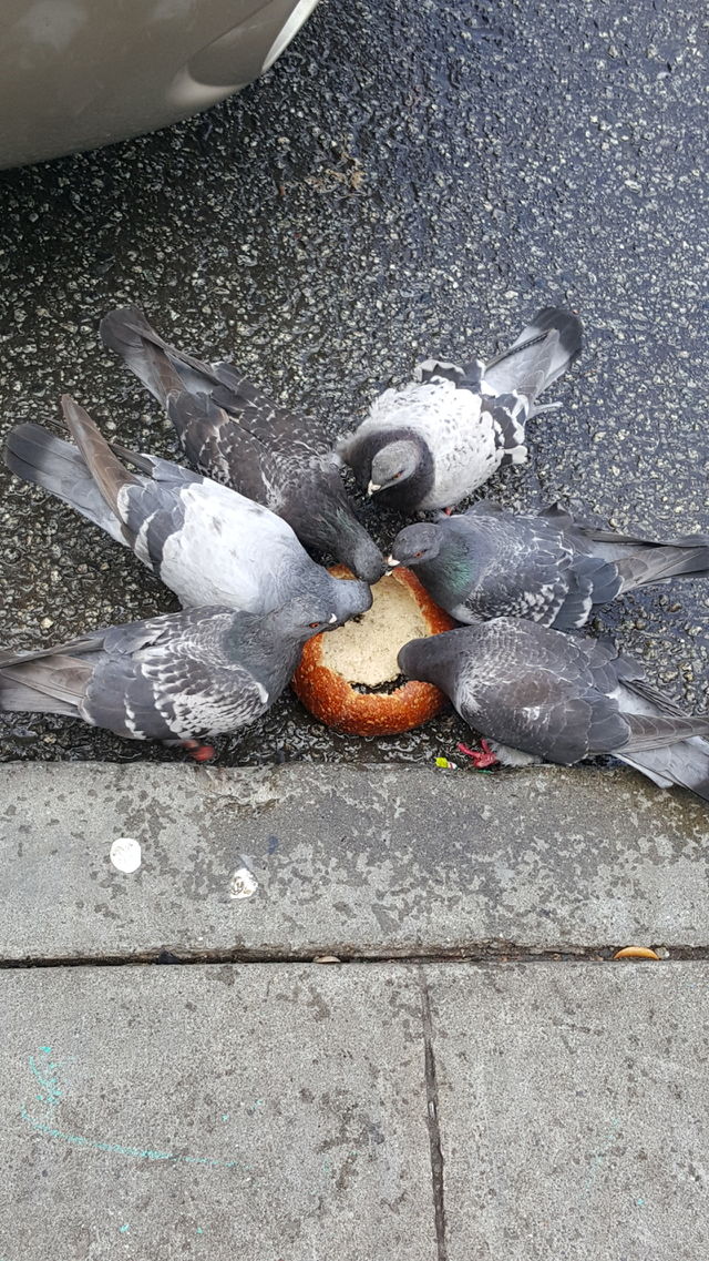 pigeon