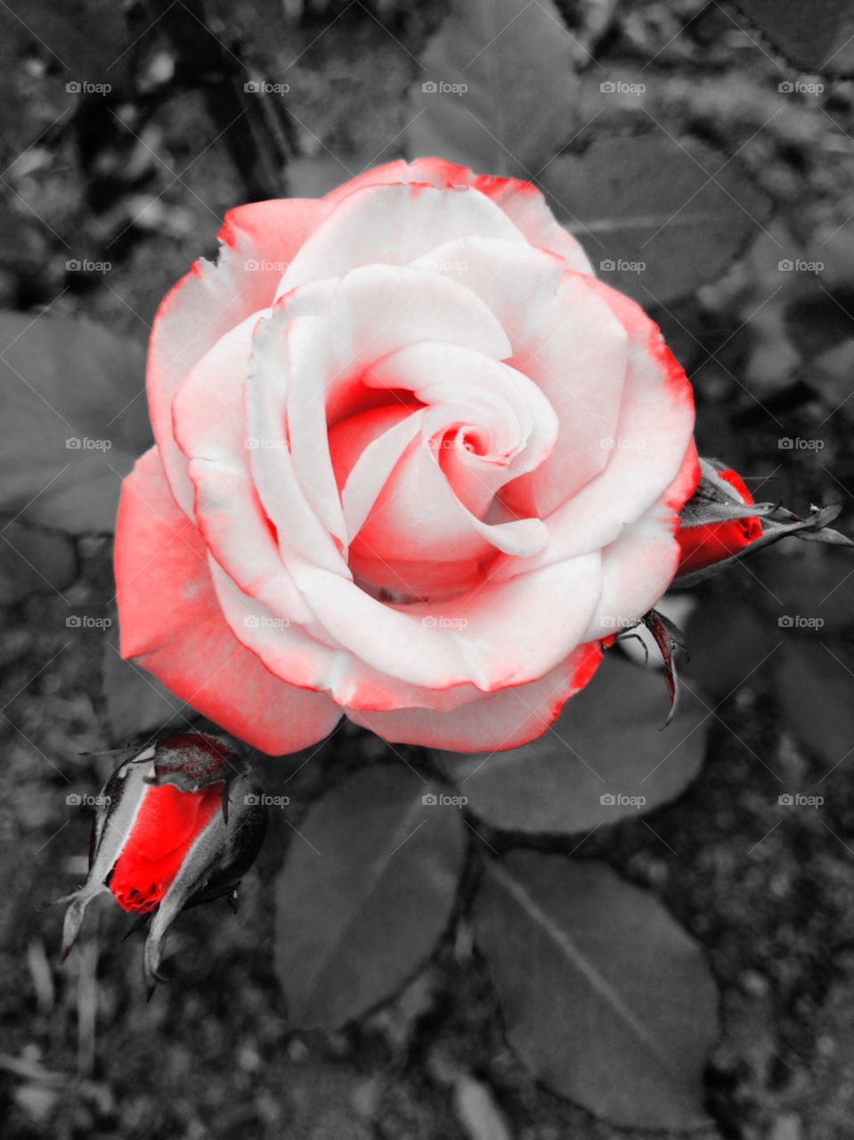Nossa Rosa “Produzida” - 
🌼#Flores do nosso #jardim, para alegrar e embelezar nosso dia!
#Jardinagem é nosso #hobby.
🌹
#flowers
#garden
#nature
#flor