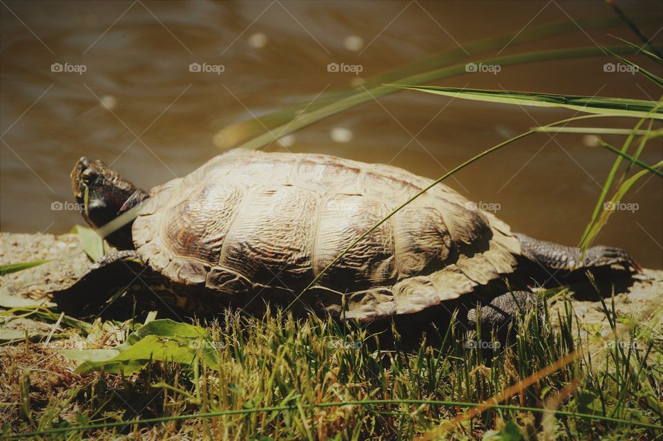 wildlife, a turtle sunbathing in the sun at the edge of a pond