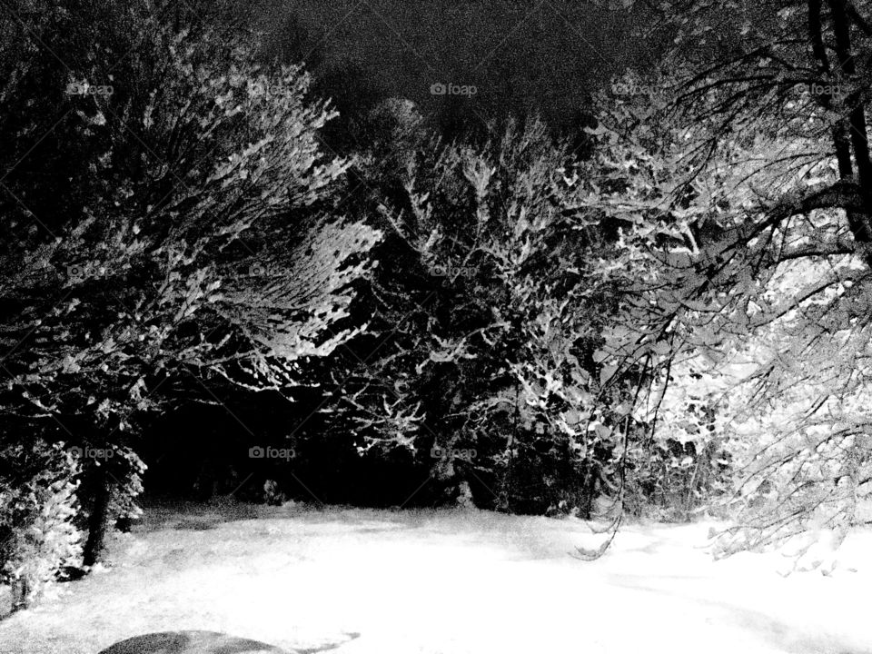 Snowy woods at night