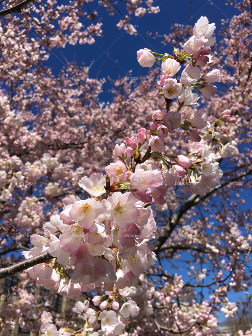 Pink blossoms in Connecticut