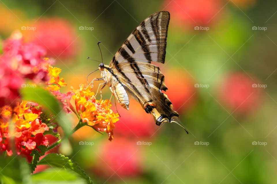 Colorful butterfly