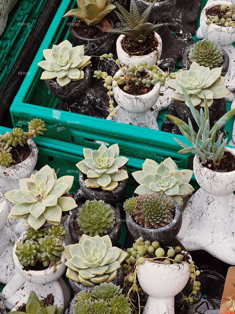 succulents and cacti in beautiful marble pots in a box on the store counter