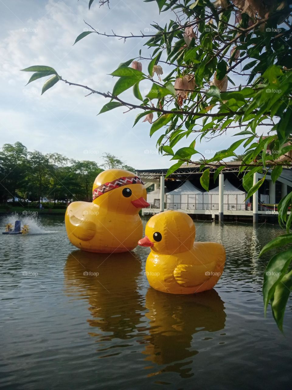 Yellow duck