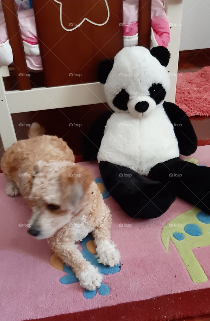 O panda e a cachorra. que amizade.