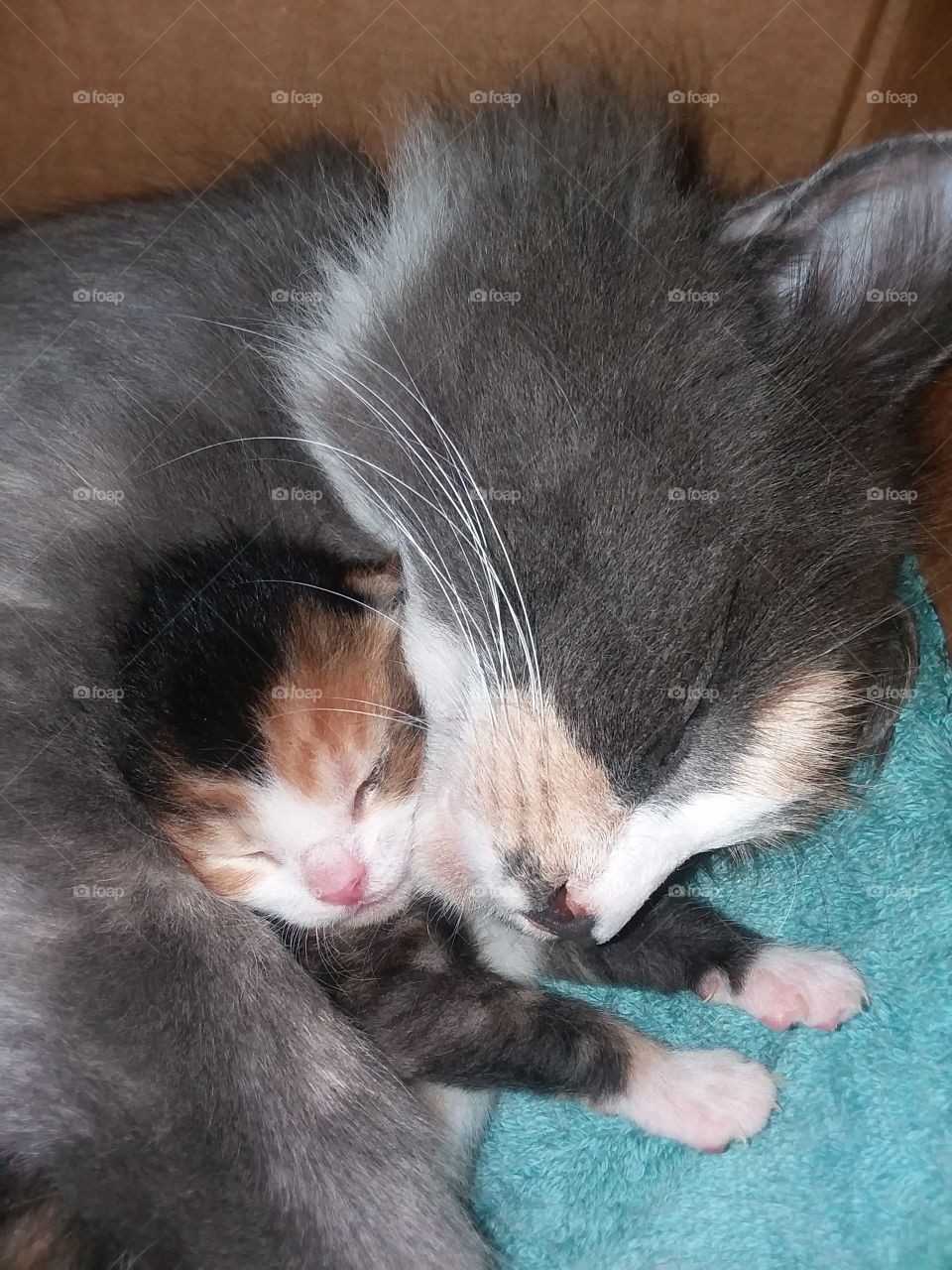 newborn mother cat