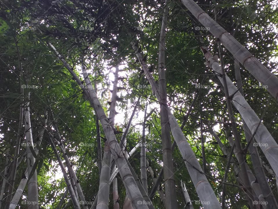 Bamboo tree