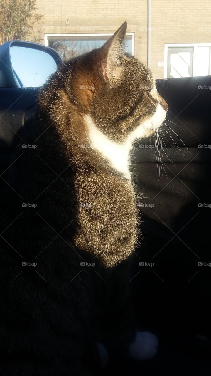 Cat to sit in the car