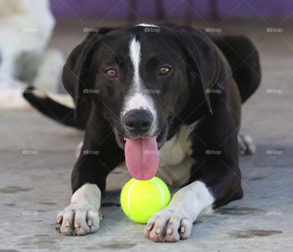 Color:Black : my female black dog .. she like playing with ball 🎾