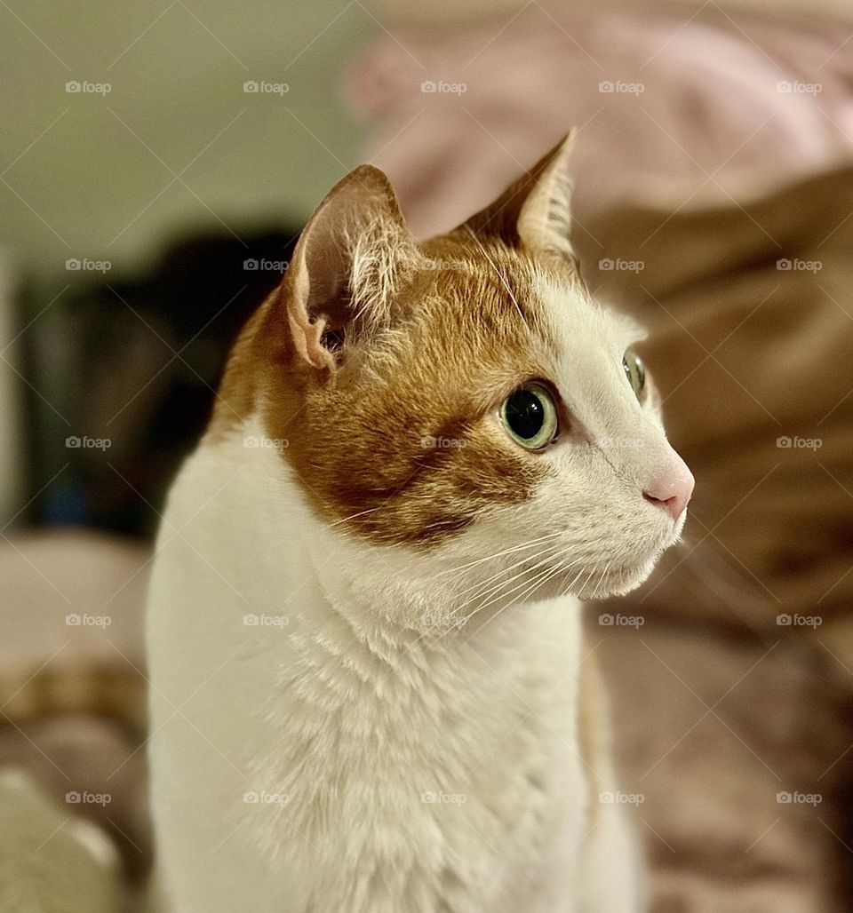 My Grandson Riley, cat