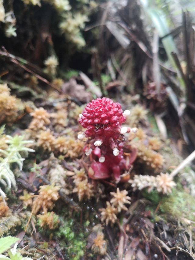 Unique flower