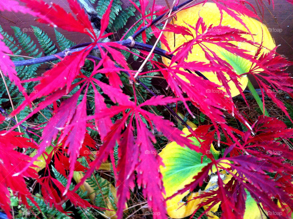 Autumn Japanese maple