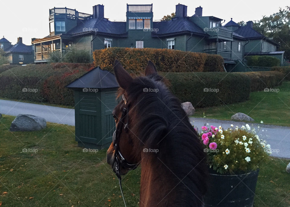 The neighborhood of my dreams. Great equine facilities including 50 horses, a huge golf court and a country club for everybody in the neighborhood. To be able to ride through this an evening like this makes me feel so happy and presence in the moment of beauty.