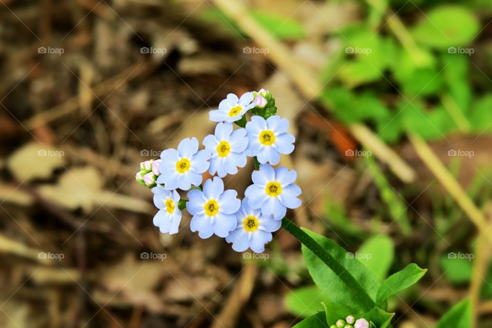 Forget Me Nots at waters edge