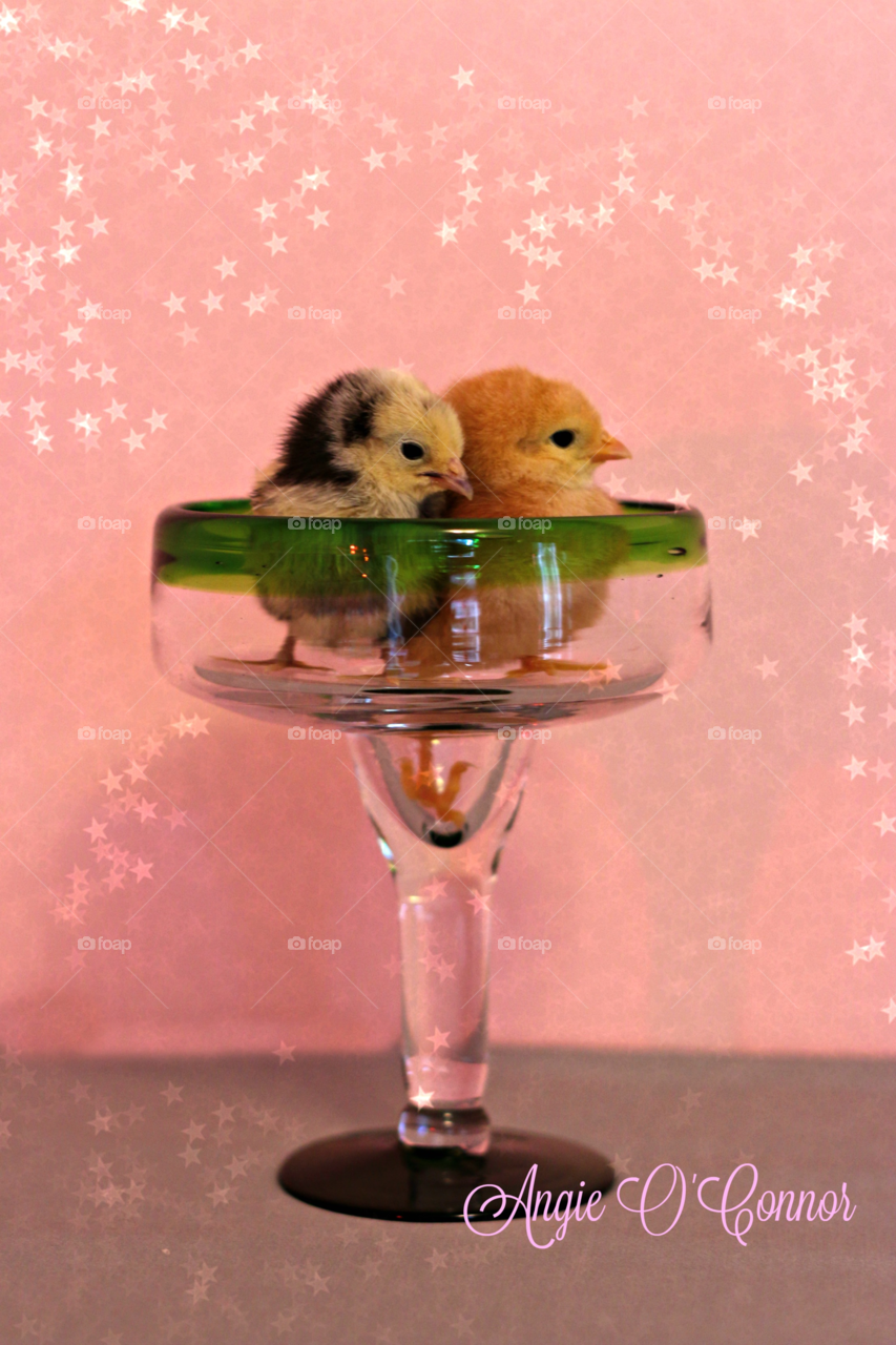 chick cocktail