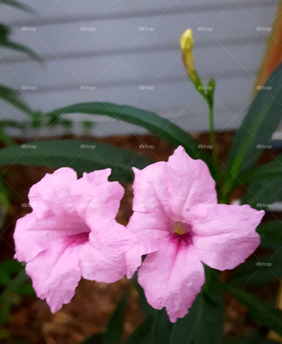 good morning pink ruellia