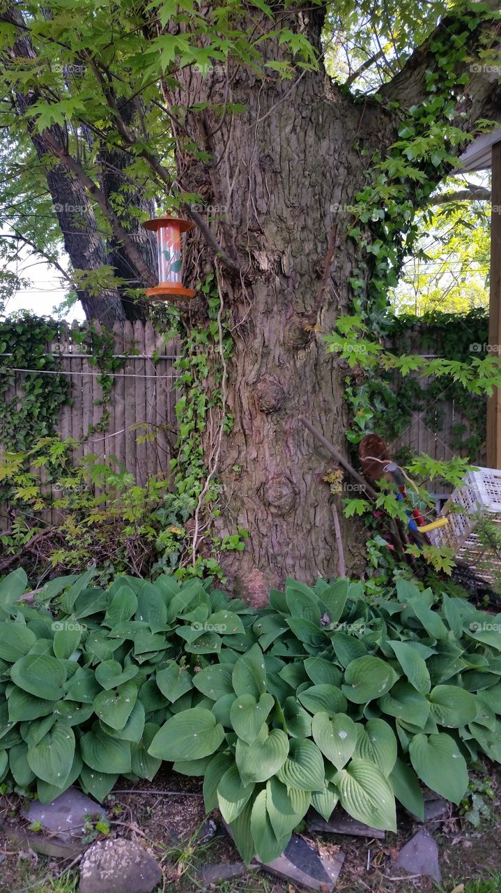 bird feeder on beautiful tree in backyard garden