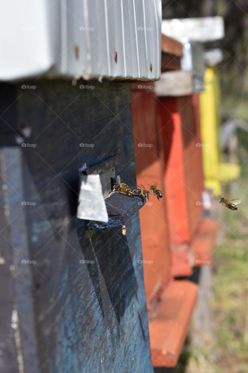 bees bring pollen into the hive