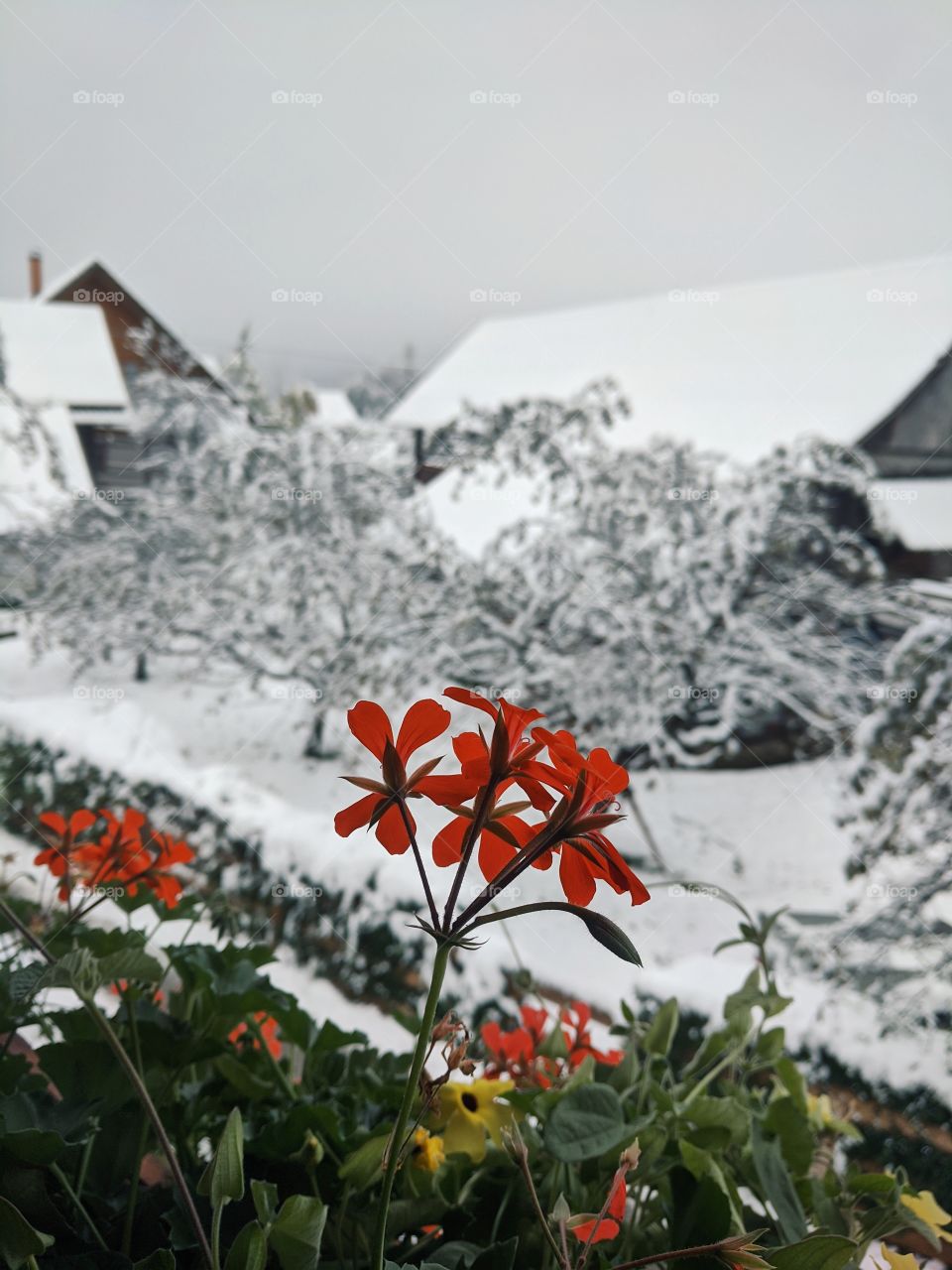 Scenic view from window to the snow covered mountains, trees and house against cloudy sky.