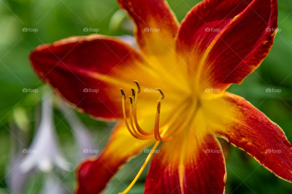 Day lilly