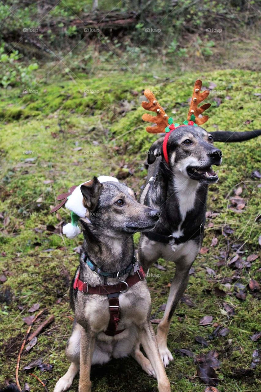 dogs being festive