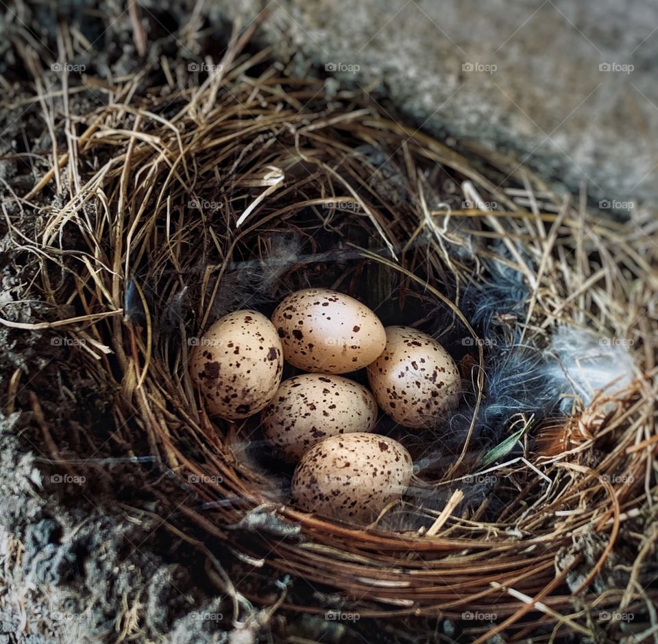 A barn swallow’s nest with five eggs—taken in Ludington, Michigan 