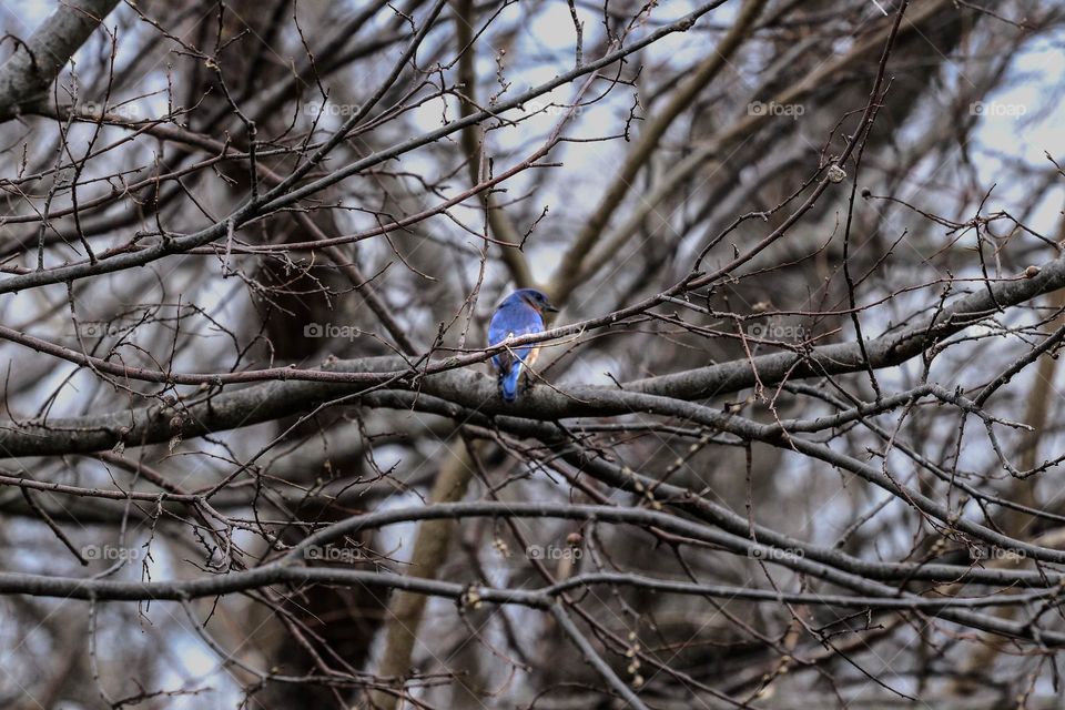 blue bird in tree