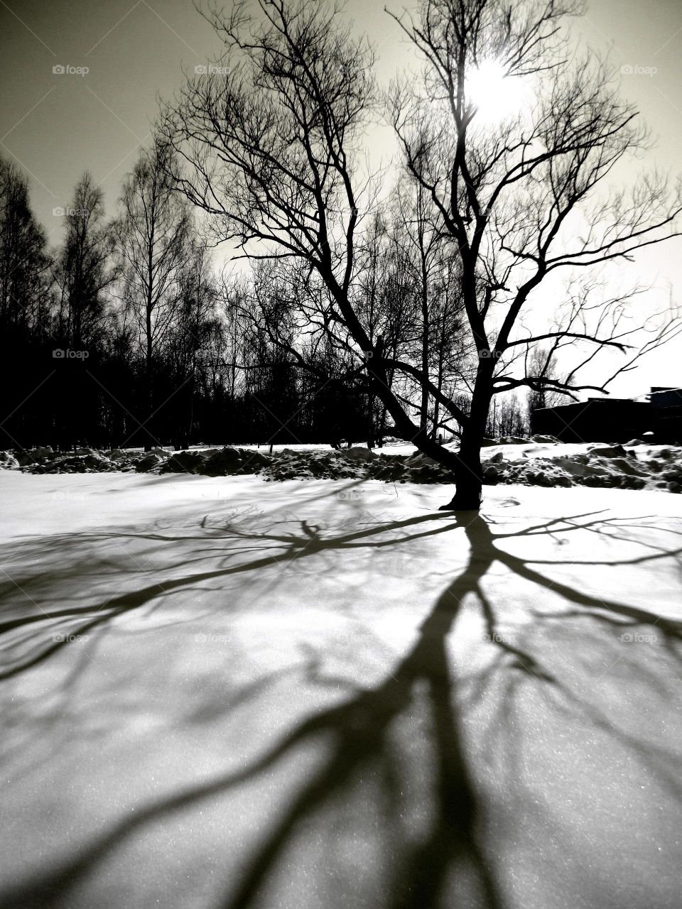 Monochrome, Tree, Winter, Snow, Landscape