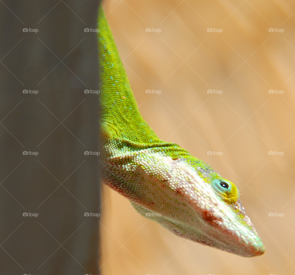 green macro profile lizard by lightanddrawing