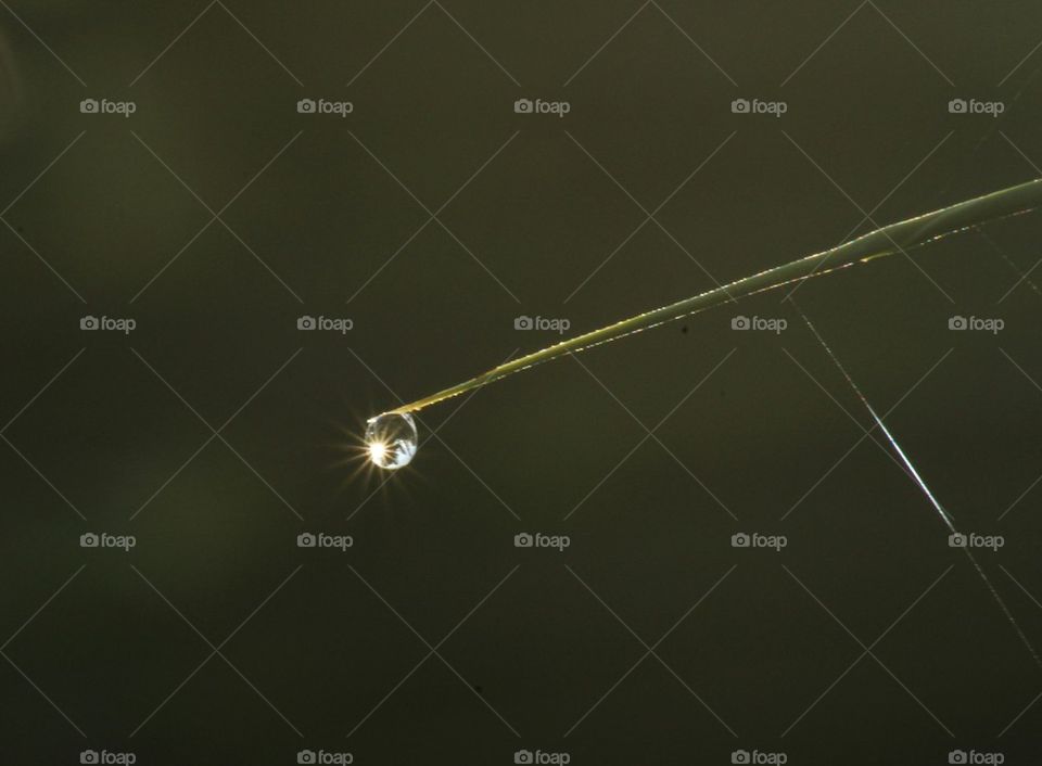 Close-up of dew drop