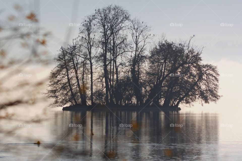 Scenic view of trees and lake